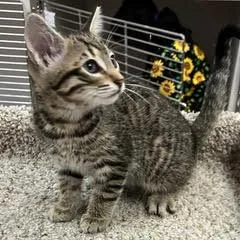 Asia