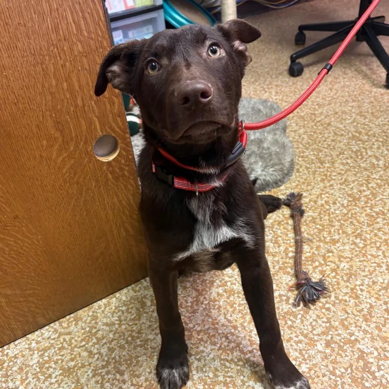 A young medium-sized male Brown / Chocolate Chocolate Labrador Retriever dog named Ichiro Suzuki for adoption in Chehalis, WA