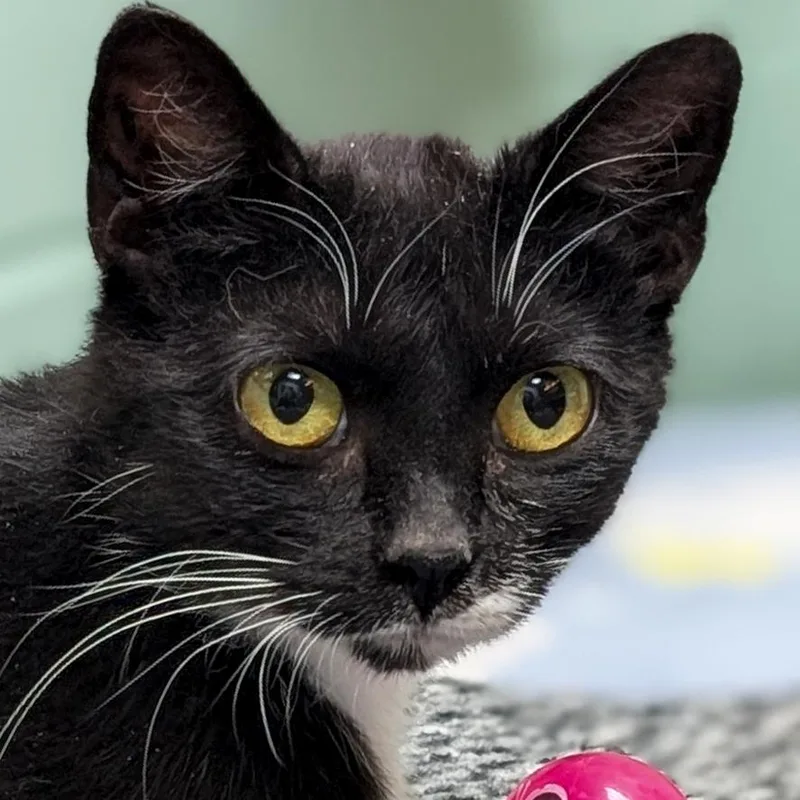 An adult medium-sized female Black & White / Tuxedo Domestic Short Hair cat named Morticia  Reduced Fee for adoption in Jefferson, WI