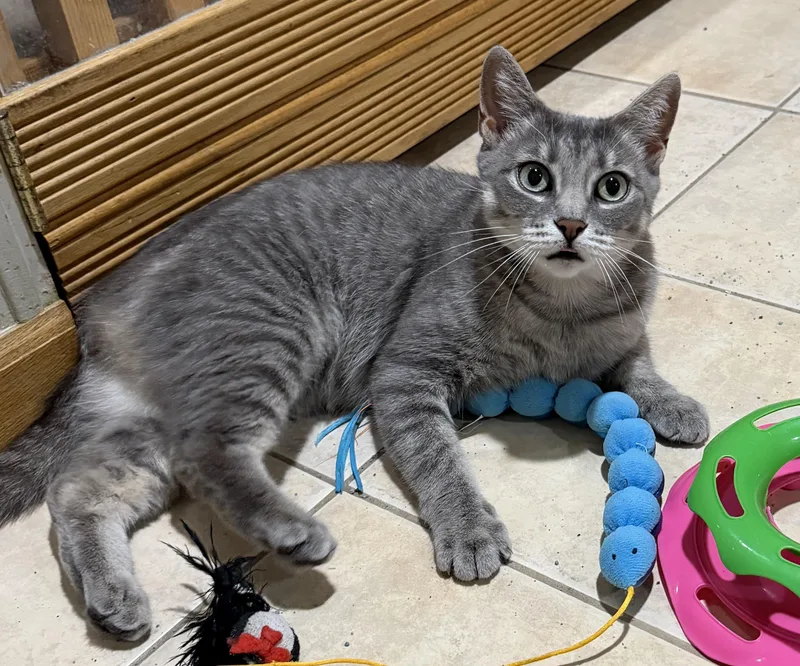 An adult medium-sized female Tabby (Gray / Blue / Silver) Domestic Short Hair cat named Opal for adoption in East Hanover, NJ