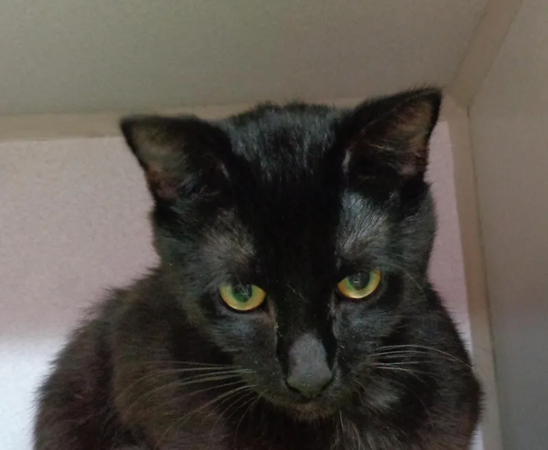 A young small-sized male Black Domestic Short Hair cat named Leek for adoption in Delhi, NY