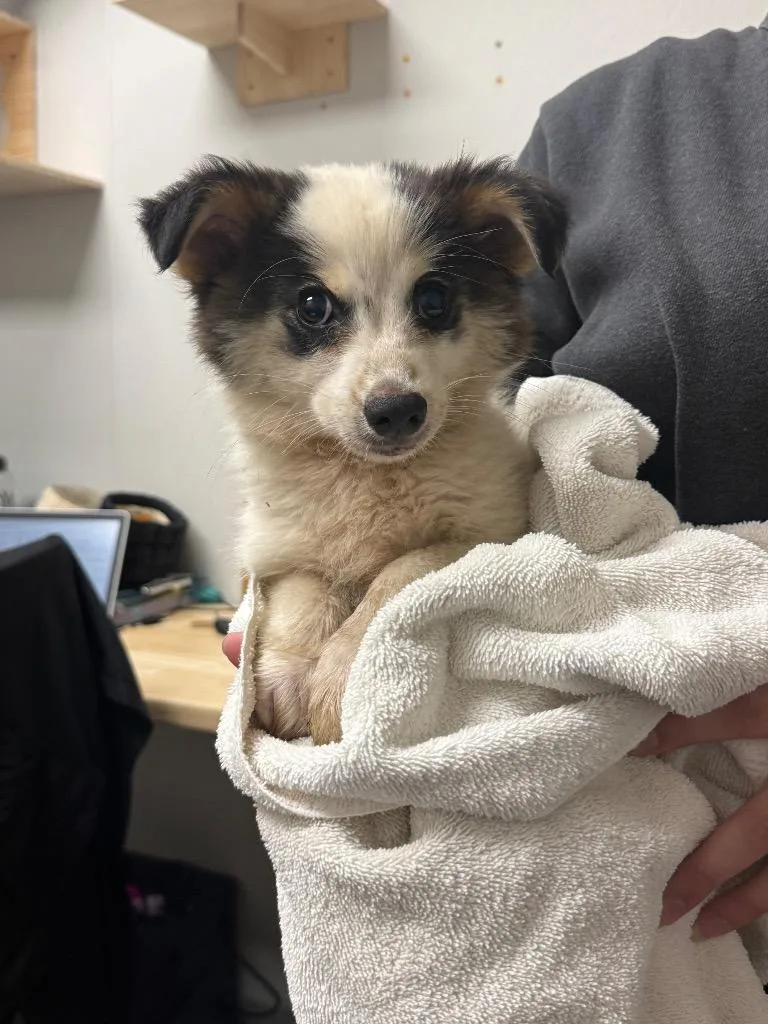A baby medium-sized male Australian Shepherd dog named Aerosmith for adoption in Sorrento, LA