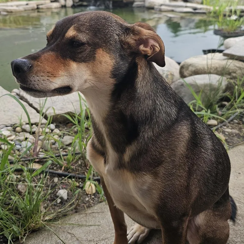 An adult medium-sized male Shepherd dog named Max for adoption in Indianapolis, IN