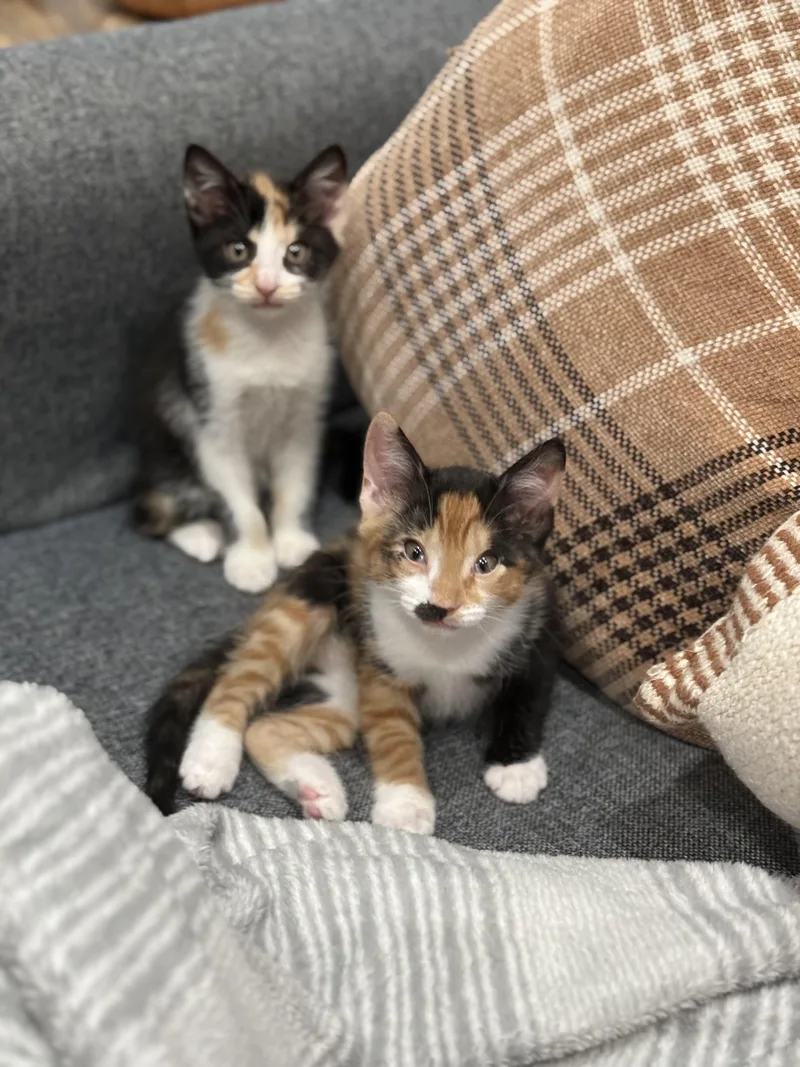 A baby medium-sized female Calico Domestic Short Hair cat named Warm Sunshine  Summer for adoption in Homestead, FL