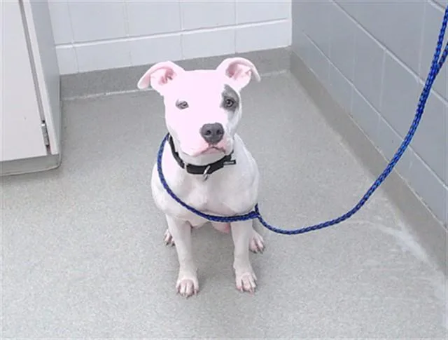A young medium-sized female Boxer dog named Kim Possible for adoption in Omaha, NE