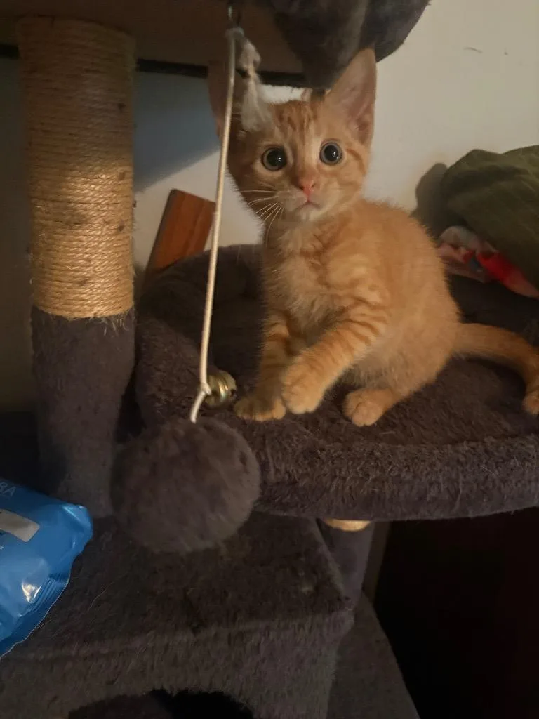 A baby small-sized male Domestic Short Hair cat named Colonel Sanders for adoption in Newnan, GA
