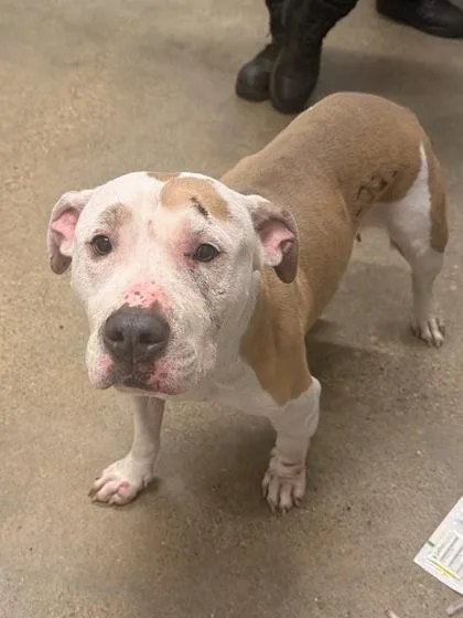 An adult medium-sized female Pit Bull Terrier dog named Swiss for adoption in Cleveland, OH