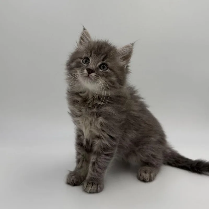 A baby small-sized male Domestic Medium Hair cat named Slate for adoption in State College, PA