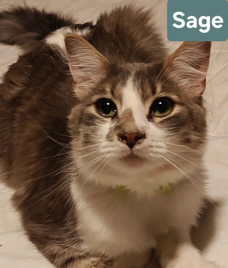 Sage