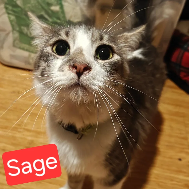 Sage thumbnail 2