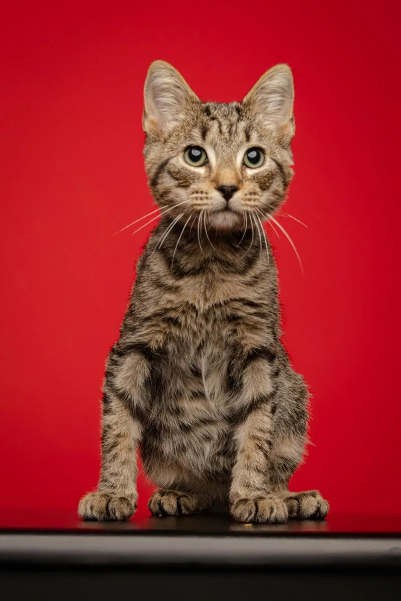 A young medium-sized male Tabby (Brown / Chocolate) Domestic Short Hair cat named Ruger for adoption in Jackson, GA