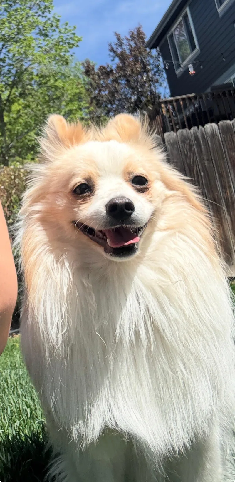 A young small-sized male Yellow / Tan / Blond / Fawn Pomeranian dog named Ozzy for adoption in Fort Collins, CO