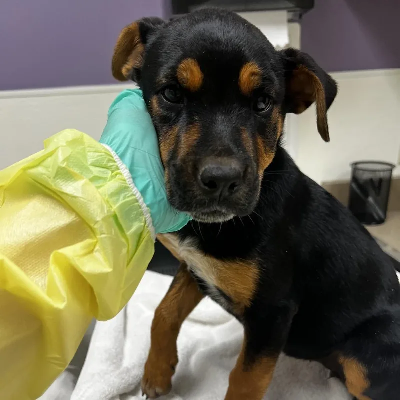 A baby small-sized female Black Shepherd dog named Dani for adoption in Albuquerque, NM
