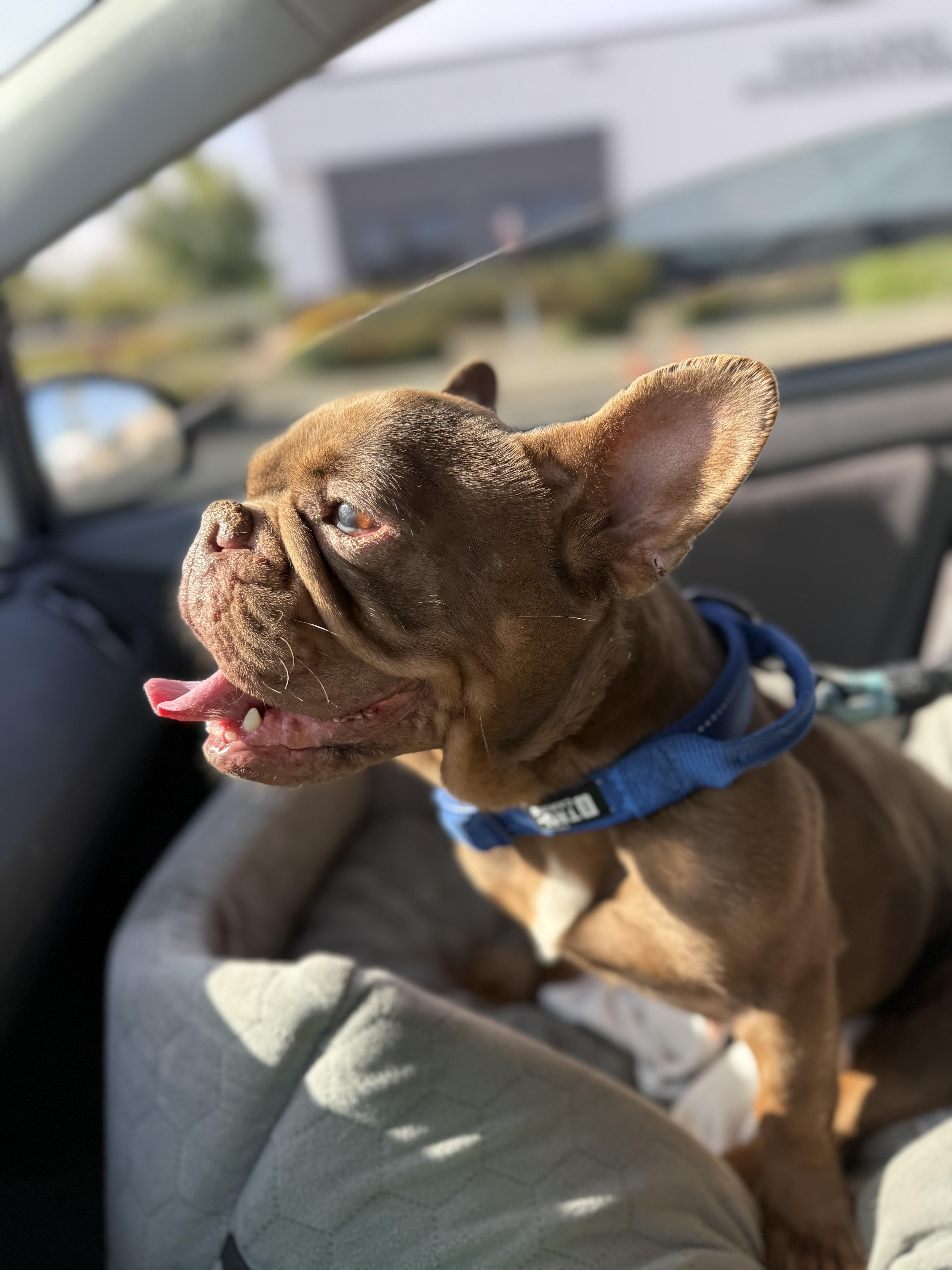 A young medium-sized female English Bulldog dog named Kacey for adoption in Mesa, AZ