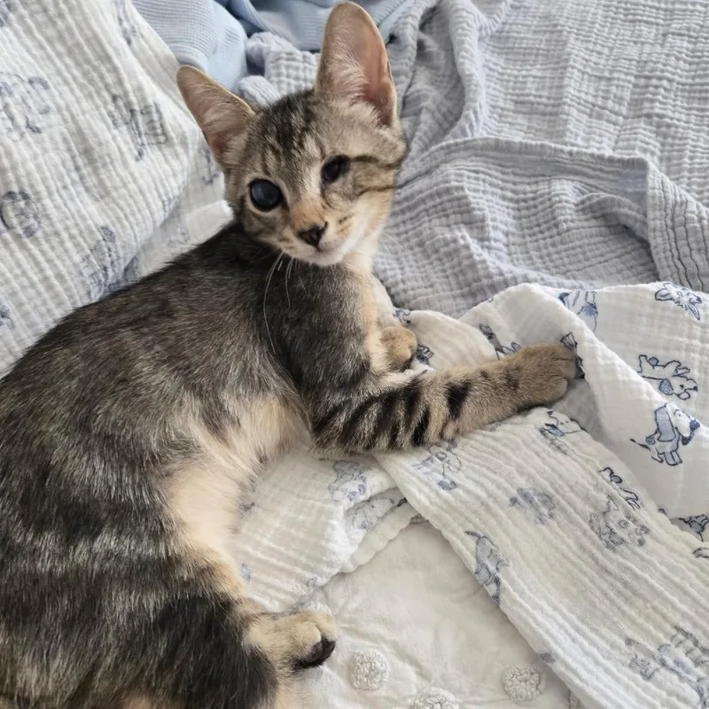A baby small-sized male Gray / Blue / Silver Domestic Short Hair cat named Alfie for adoption in Richmond, VA