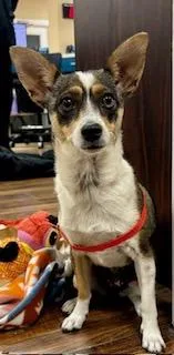 A young small-sized female Tricolor (Brown, Black, & White) Chihuahua dog named Julia for adoption in Tifton, GA