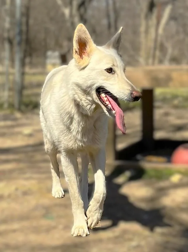 Cheyenne thumbnail 2