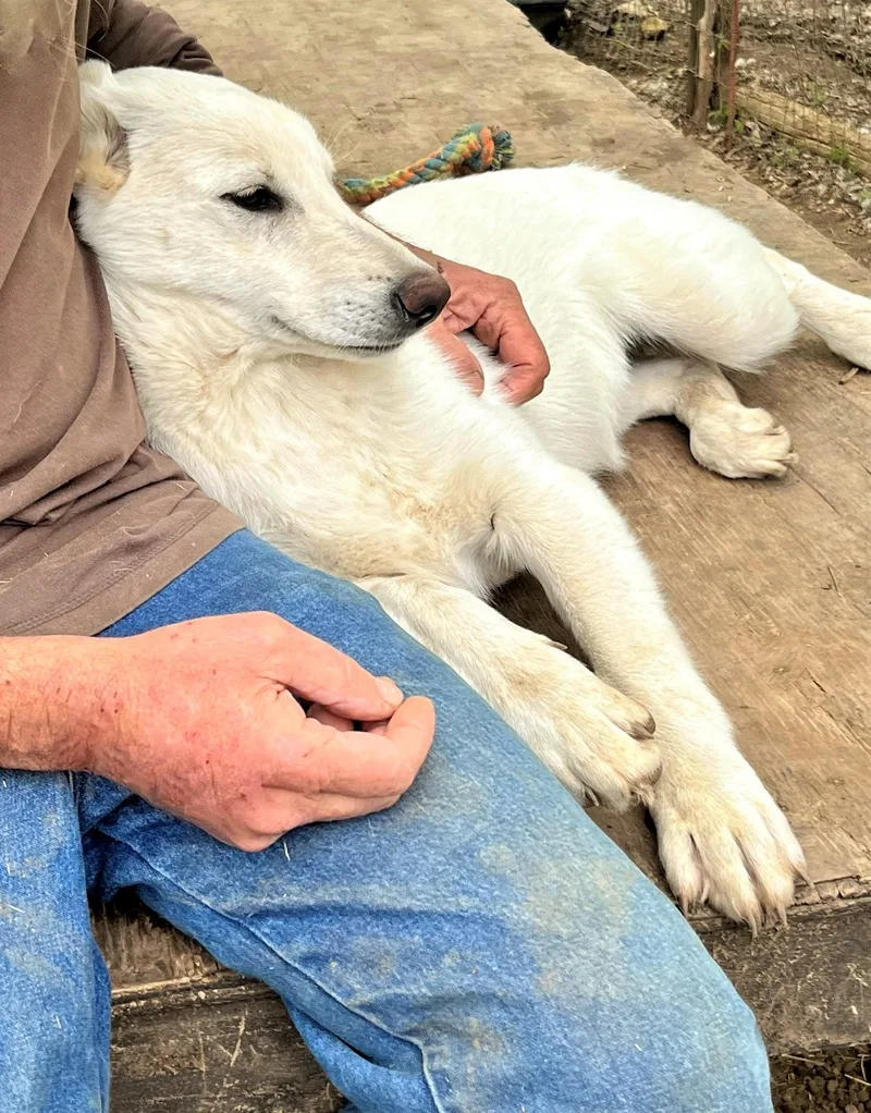 Cheyenne thumbnail 3