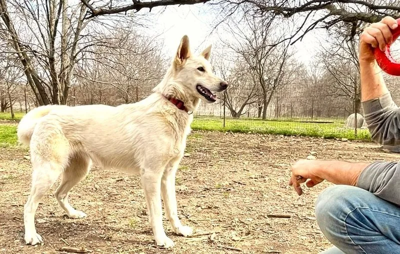 Cheyenne thumbnail 4