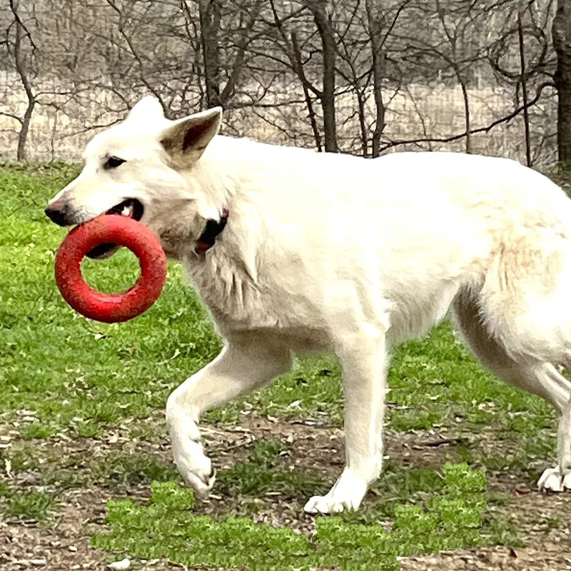 Cheyenne thumbnail 5