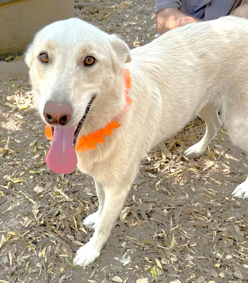 Cheyenne thumbnail 6