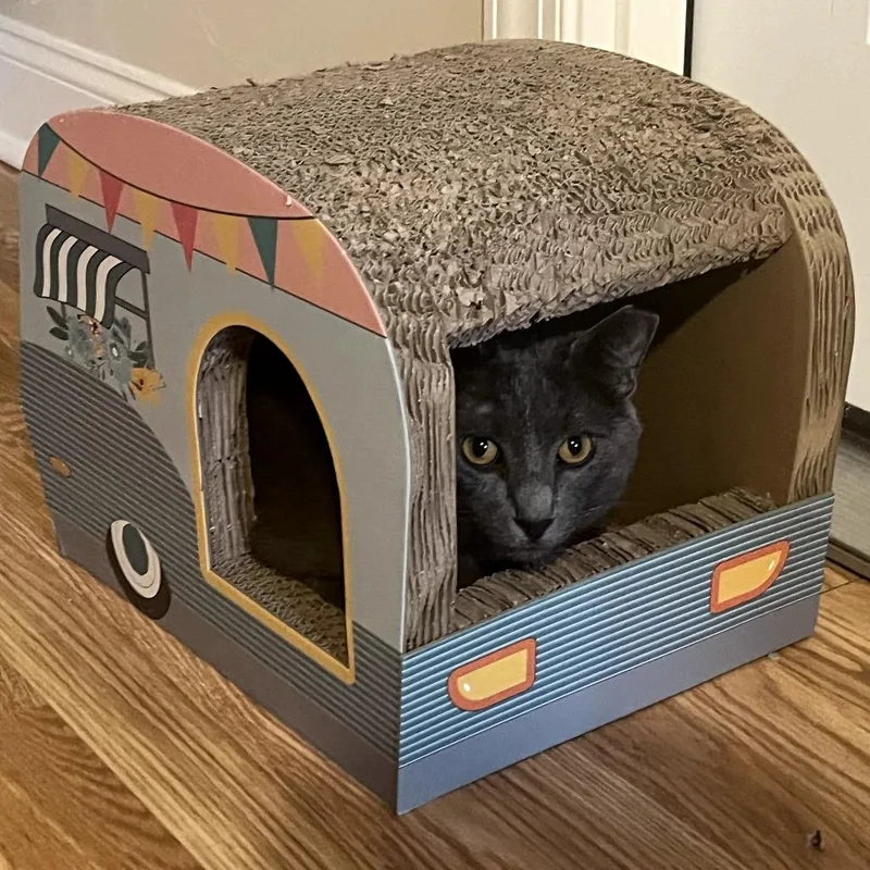 An adult large-sized male Gray / Blue / Silver Domestic Short Hair cat named Rowan for adoption in PITTSBURGH, PA