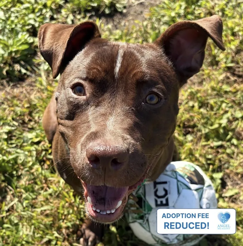 A young medium-sized female Bicolor Pit Bull Terrier dog named Godiva for adoption in Naperville, IL