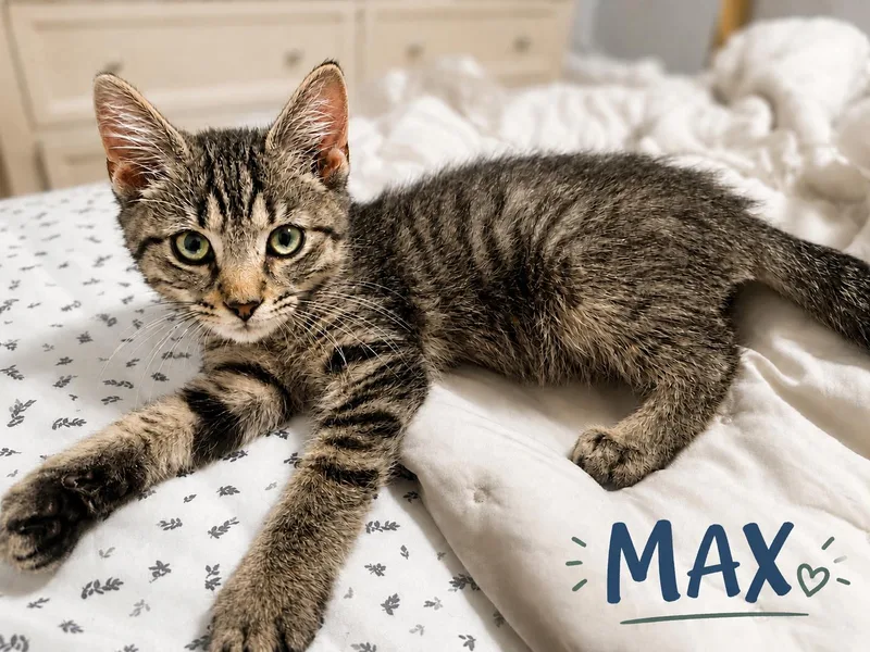 A baby medium-sized male Tabby cat named MaxC for adoption in Greenville, DE