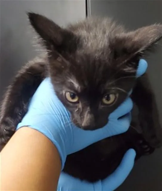 A baby small-sized male Domestic Short Hair cat named Alan for adoption in San Bernardino, CA