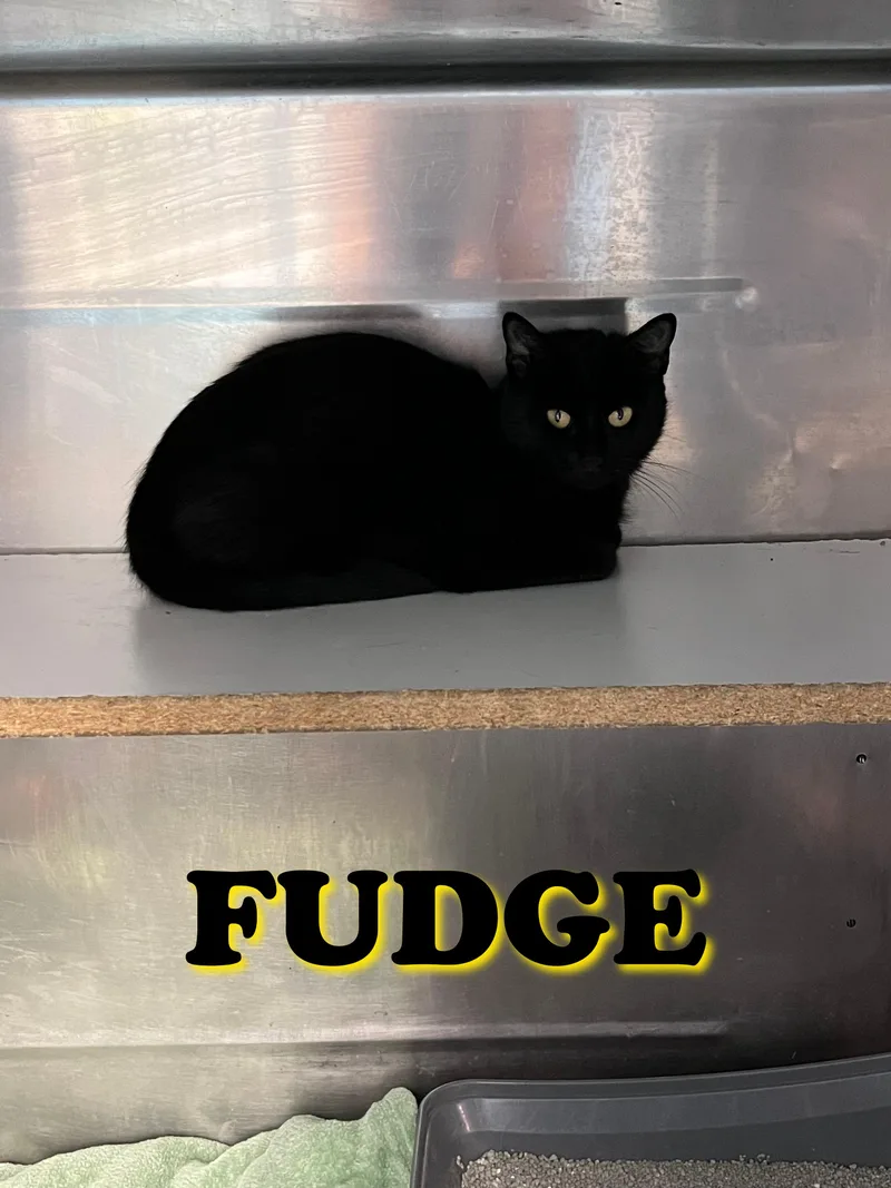 Fudge