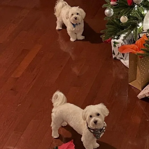 An adult small-sized male Maltese dog named Polo And Prince for adoption in Staten Island, NY