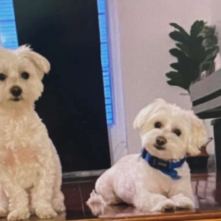 Polo And Prince thumbnail 4