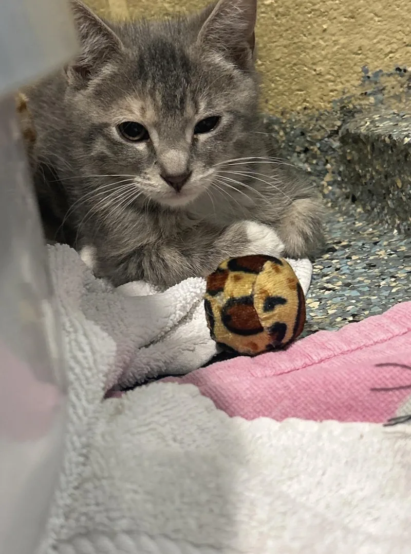 A baby medium-sized female Torbie Domestic Short Hair cat named Beast Boy for adoption in Charleston, SC