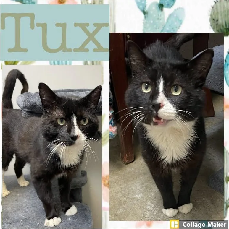 An adult medium-sized male Domestic Short Hair cat named Tux for adoption in Clearfield, PA