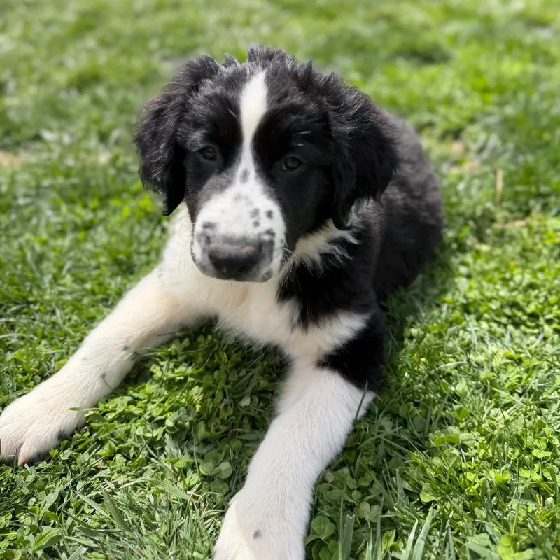 Jett