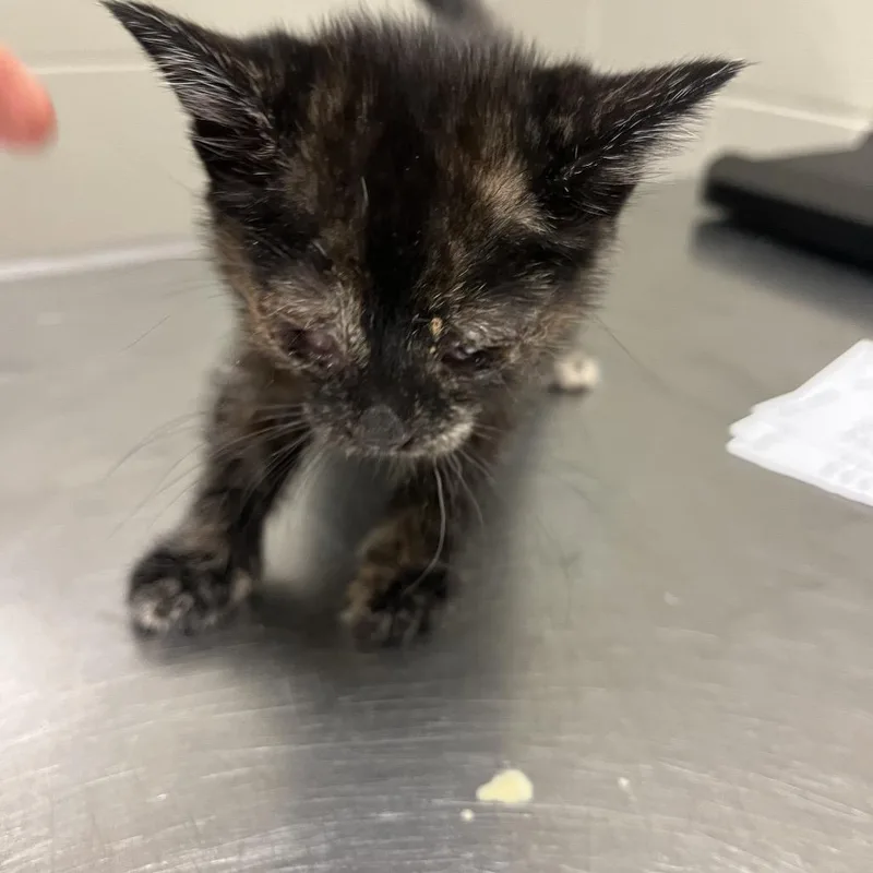 A baby small-sized female Black Domestic Short Hair cat named Mummy for adoption in Bristol, IN