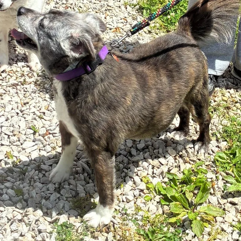 An adult small-sized female Brown / Chocolate Border Terrier dog named Tiffany for adoption in Jasper, IN