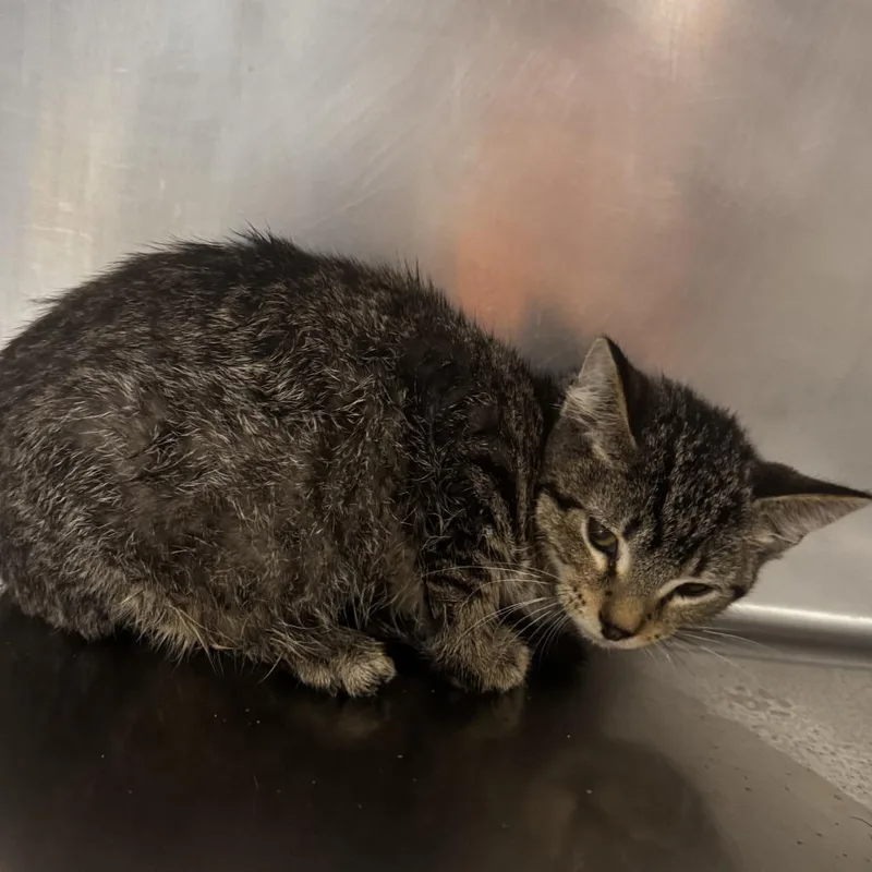 A baby small-sized male Brown / Chocolate Domestic Short Hair cat named Barry Frost for adoption in St Joseph, MO