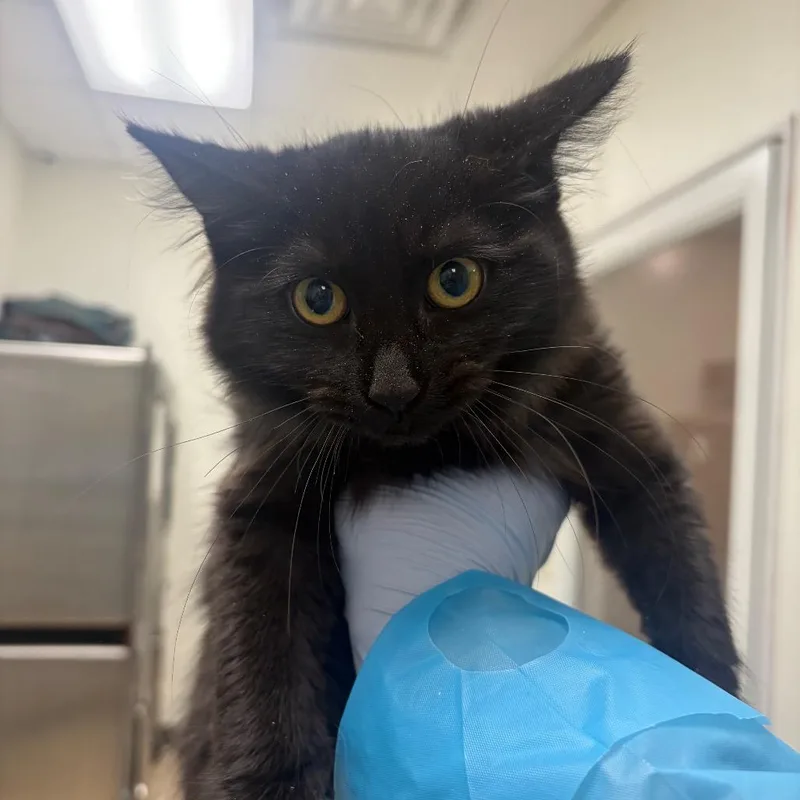 A baby small-sized female Black Domestic Short Hair cat named Big Fluff for adoption in Pekin, IL