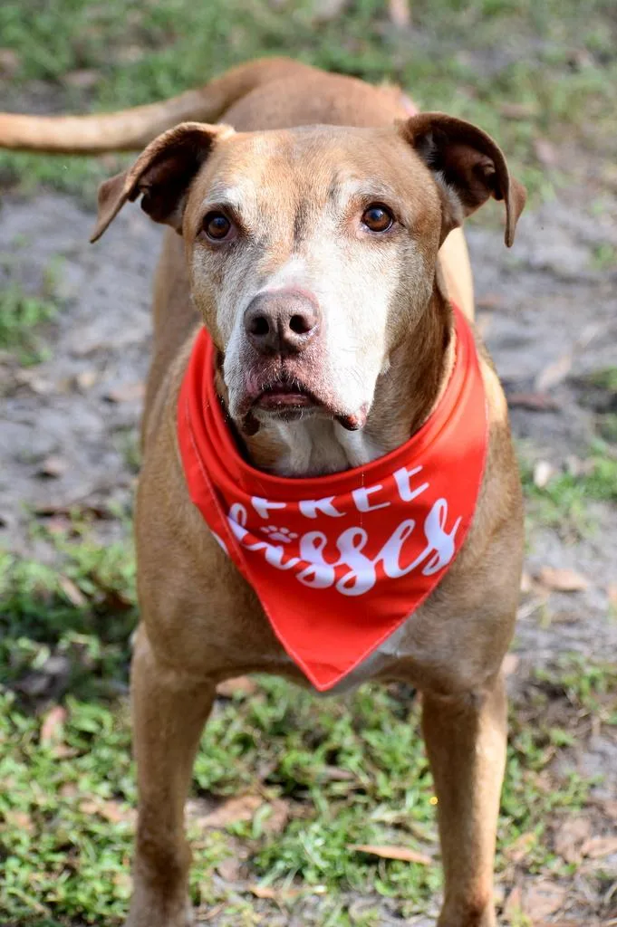 A senior medium-sized female Apricot / Beige Catahoula Leopard Dog dog named Tazmo for adoption in Palm City, FL