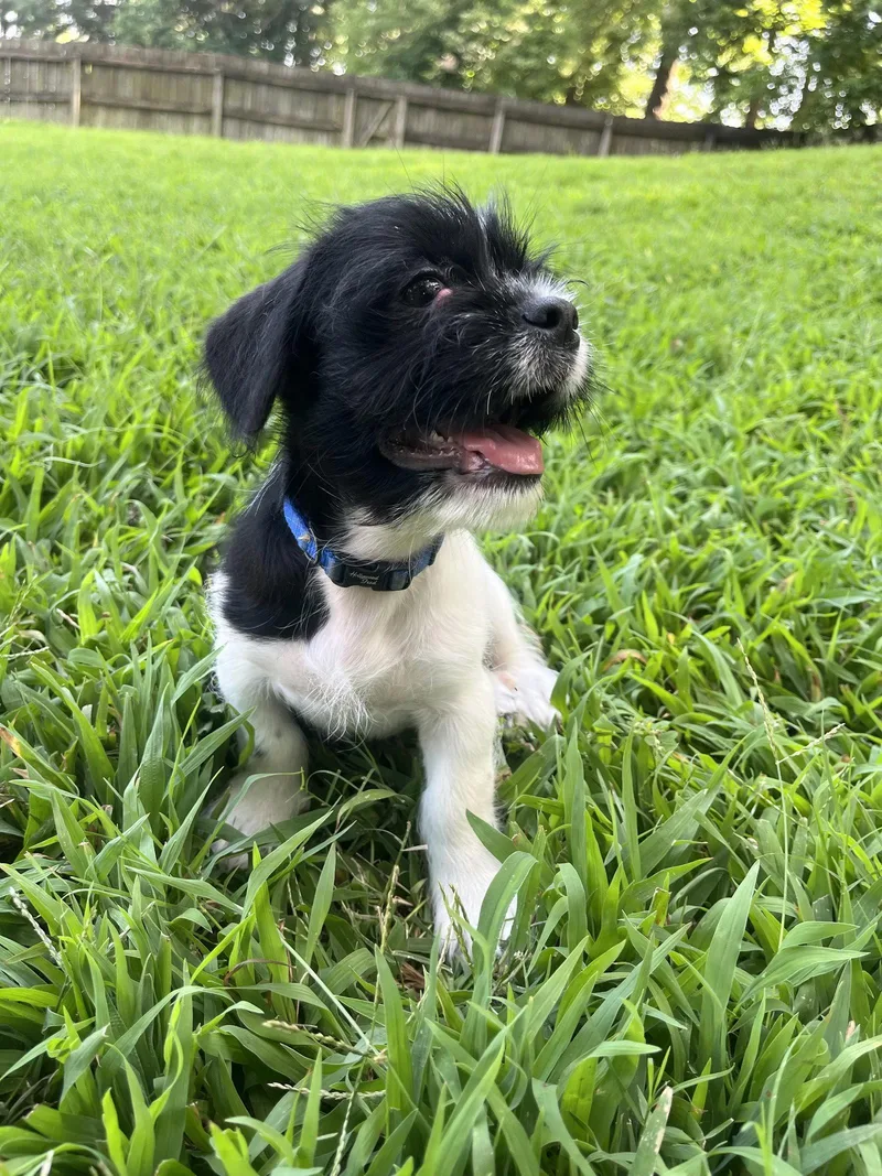 A baby small-sized male Shih Tzu dog named Sawyer for adoption in Southaven, MS