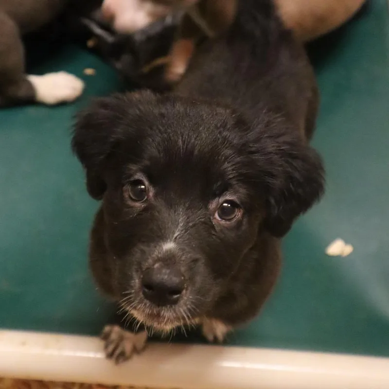 A baby small-sized female Black Mixed Breed dog named Jordyn for adoption in Waukesha, WI