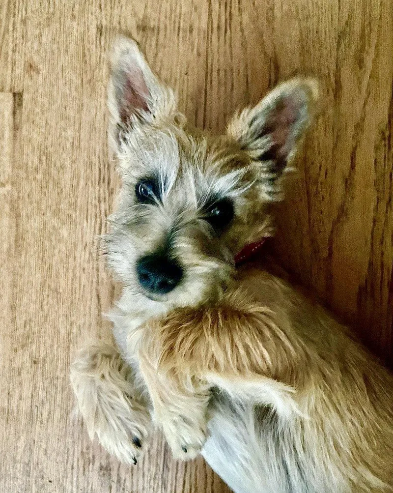 A baby small-sized male Terrier dog named Rocky for adoption in Omaha, NE