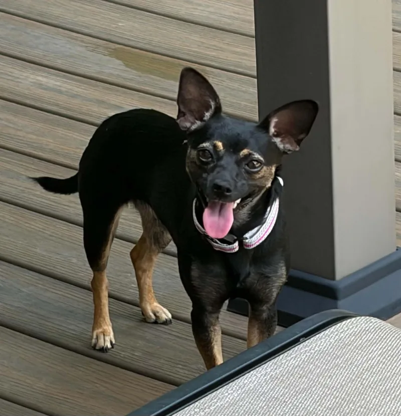 An adult small-sized female Black Chihuahua dog named Truffles for adoption in Louisville, KY