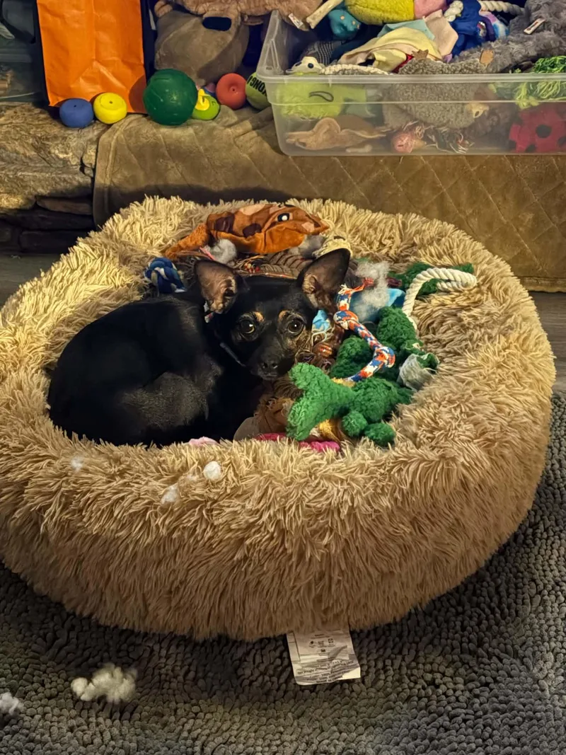 Truffles thumbnail 4