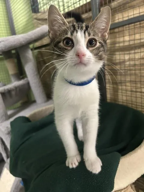 A baby small-sized male Domestic Short Hair cat named Pasteque for adoption in Muskegon, MI
