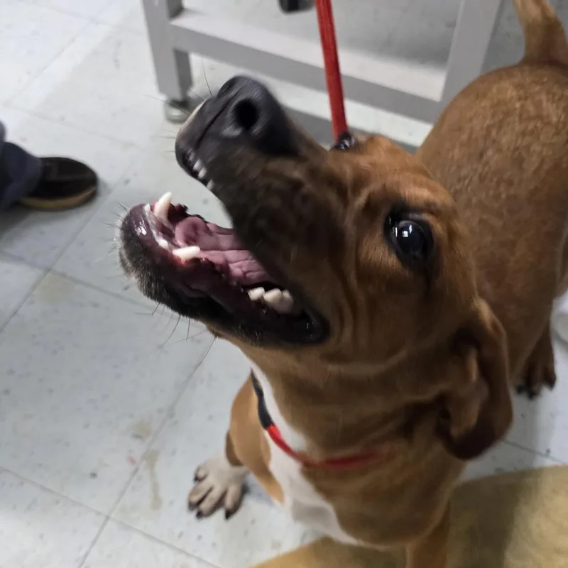 A young medium-sized male Redbone Coonhound dog named Rufus for adoption in Marble, NC