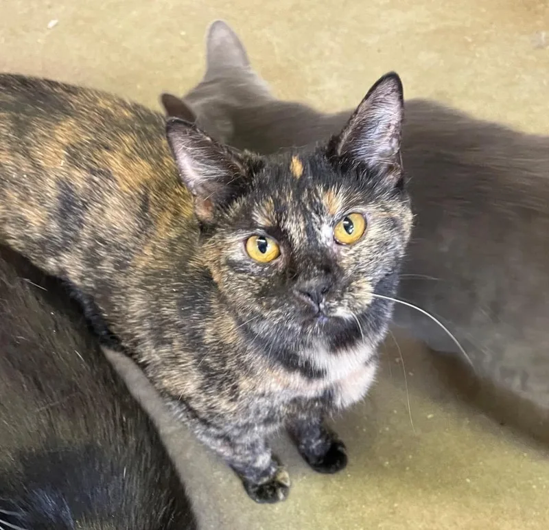 Bamboozle thumbnail 2