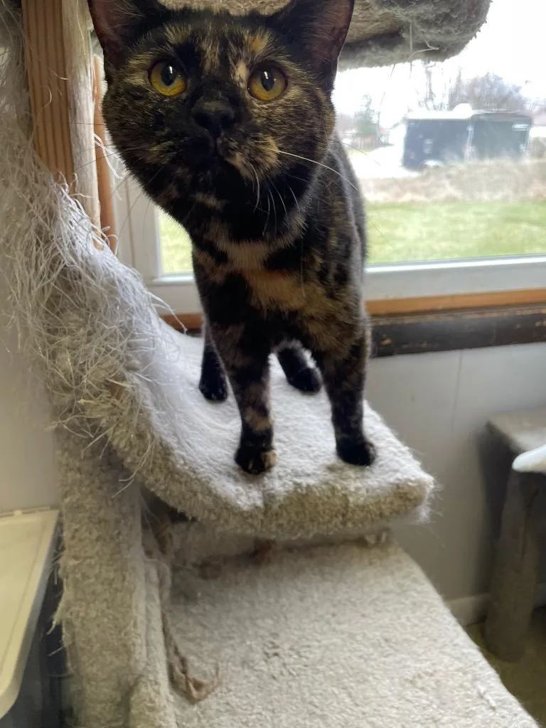 Bamboozle thumbnail 3