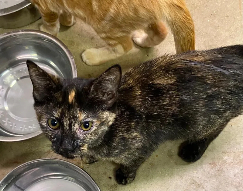 Bamboozle thumbnail 4